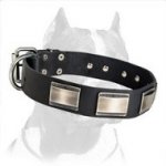 Designer Dog Collar adorned with massive carved plates for Pitbull