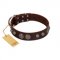 "Choco Brownie" FDT Artisan Brown Leather Pitbull Collar Adorned with Silver-Like Conchos