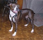 Deluxe Leather Harness -Brown Leather Harness To Fit Pitbull