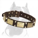 Pitbull Leather Dog Collar with brass plates and nickel studs