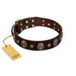 "Breaking the Horizon" FDT Artisan Brown Leather Pitbull Collar with Engraved Studs and Medallions