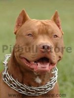 Pitbull Prong dog collar- pinch prong collar - training dog collar