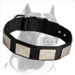 Nylon Dog Collar With Beautiful Vintage Plates for Pitbull
