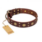 'Caprice of Fashion' FDT Artisan Pitbull Brown Leather Dog Collar with Round Decorations