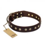 'Bronze Sheen' FDT Artisan Pitbull Brown Leather Dog Collar with Old Bronze-Like Plated Studs - 1 1/2 inch (40 mm) wide