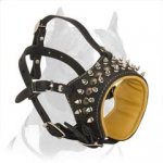 Royal Spiked Leather Muzzle for American Pit Bull Terrier