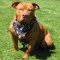 Pitbull Dog Harness with Incredible American Flag Painting