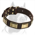 Posh Leather Pitbull Dog Collar with Decorative Brass Plates