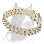 Reliable Leather Pitbull Dog Collar in White with Spikes