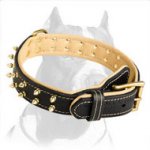 Attractive Leather Collar with 2 Rows of Shiny Brass Spikes for Pitbull