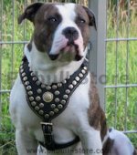 PITBULL BEST DOG HARNESS- ROYAL PADDED LEATHER HARNESS