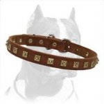 Exclusive Design Pitbull Dog Collar with Square Studs