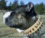 Pitbull Spiked DOG COLLAR - 18 inch and up to 31 inch collar