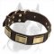 Posh Leather Pitbull Dog Collar with Decorative Brass Plates