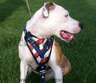 Best American Dog Harness For Amercian Pit Bull Terrier