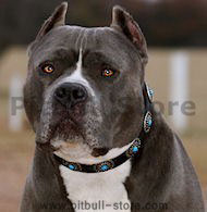 Pitbull Leather Dog Collar & Silver Plated Circles Blue Stones