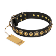 'Gold Mine' FDT Artisan Pitbull Black Leather Dog Collar with Amazing Bronze-Plated Round Studs