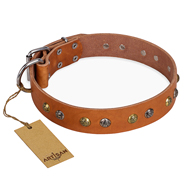 'Golden'n'Silver Luxury' FDT Artisan Leather Pitbull Collar with Engraved Studs