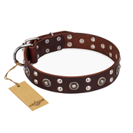 'Pirate Treasure' FDT Artisan Exciting Brown Leather Pitbull Dog Collar with Studs