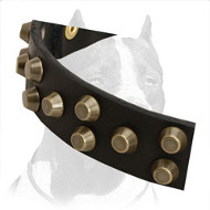 Lovely Leather Pitbull Collar
