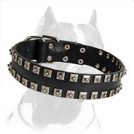 Shiny Leather Pitbull Dog Collar Unususal Design