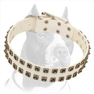 White Leather Pitbull Dog Collar with Square Nickel Studs