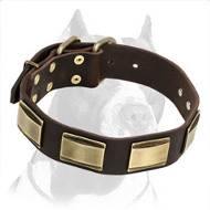 Posh Leather Pitbull Dog Collar with Decorative Brass Plates