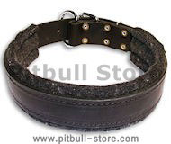 Leather dog collar with thick felt for all breeds - 1.5" width