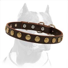 Special Pitbull Dog Leather Collar With Brass Circles