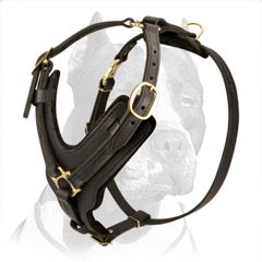 Handcrafted Leather Harness with Brass Decorations for Pitbull