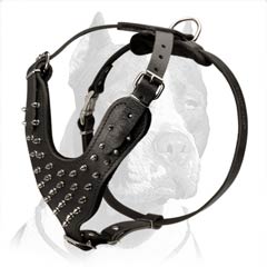 Stunning Design Spiked Leather Dog Harness for Pitbull