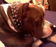 MASSIVE SPIKED LEATHER DOG COLLAR w/D-Ring
