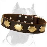 Exclusive Leather Collar with Designer Brass Plates for Pitbull