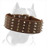 Pitbull Spiked & Studded Collar 2 1/4 inch (55 mm) wide