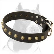 Gorgeous Wide Leather Dog Collar with Brass Decoration