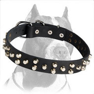 Leather Collar with Cool Studs for handling your Pitbull