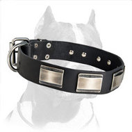 Designer Dog Collar adorned with massive carved plates for Pitbull