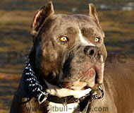 Pitbull Collar-3 Rows Leather Spiked and Studded Dog Collar S55