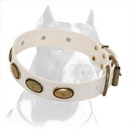 White Pitbull Dog Collar with Brass Oval Plates