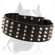 Wide Studded Leather Dog Collar for Pitbull