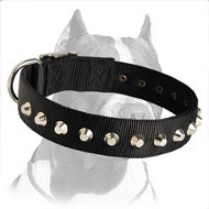 1 Row Studs Dog Collar 1 1/2 inch (40mm) wide for Pitbull