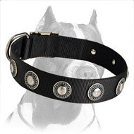 Nylon Dog Collar with Vintage Silver Conchos for Pitbull