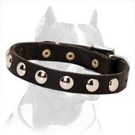 Sophisticated Leather Pitbull Collar - for Connoisseurs of Quality and Fashion