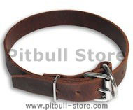Premium 1 inch Wide Latigo Collar for Pitbull