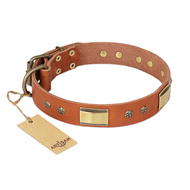 'Enchanting Spectacle' FDT Artisan Pitbull Tan Leather Dog Collar with Golden-Like Studs - 1 1/2 inch (40 mm) wide