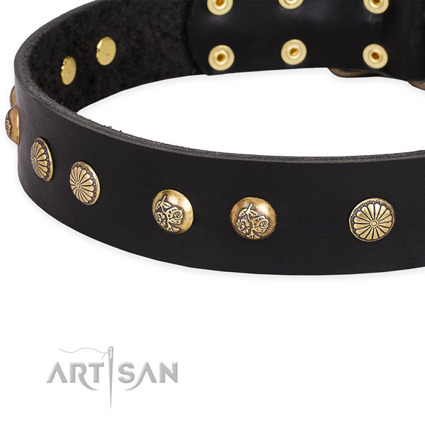 Quick to fasten leather dog collar with resistant rust-proof fittings