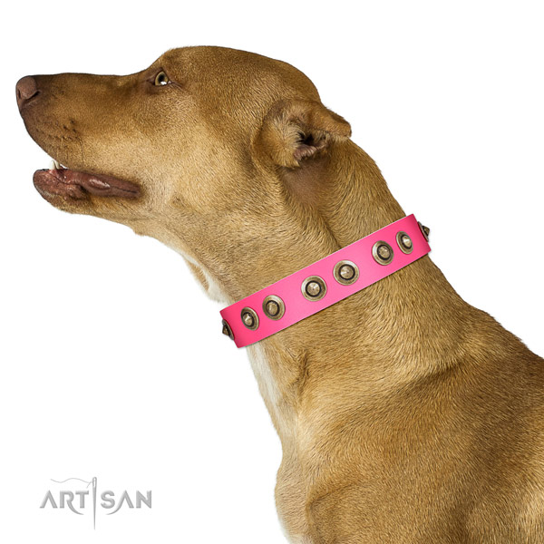 Natural leather collar with decorations for your impressive four-legged friend