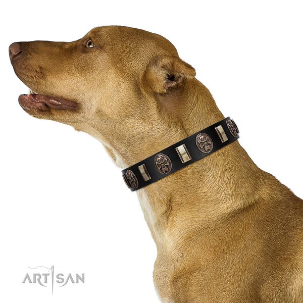 Leather collar with adornments for your attractive dog