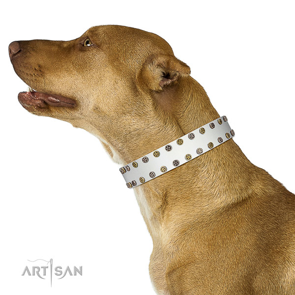 Stunning full grain natural leather dog collar with corrosion proof decorations