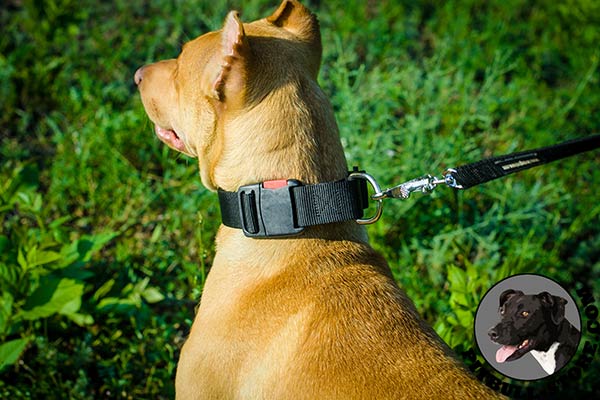 Easy training Pitbull collar